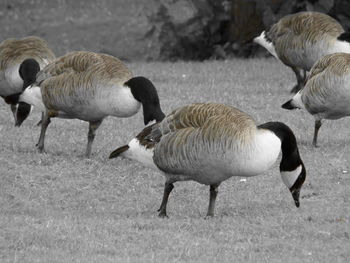 Ducks on field