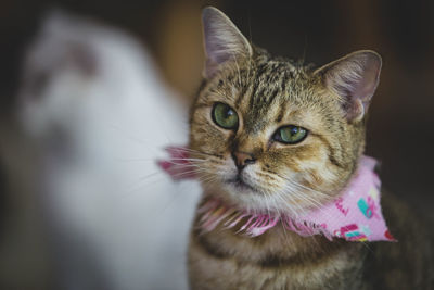 Close-up portrait of a cat