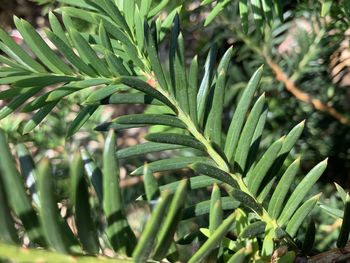 Close-up of fresh green coniferous plants