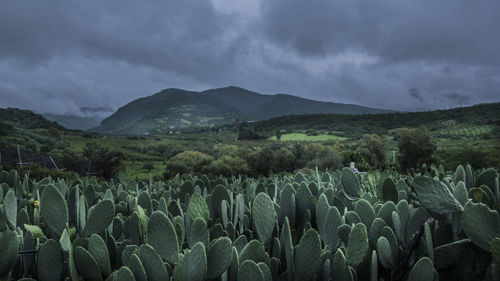 Panoramic view of agricultural field against sky