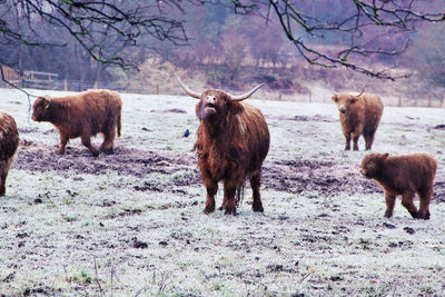 Sheep on field in winter