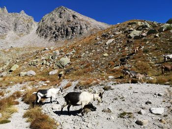 Goats on mountain