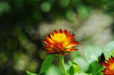 Close-up of orange flower blooming outdoors