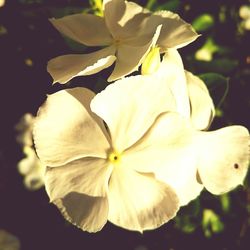 Close-up of white flowers