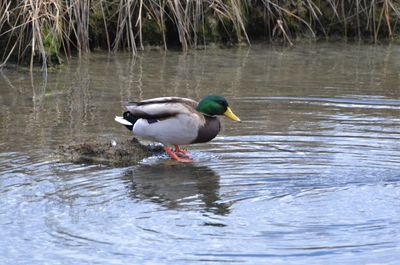 Duck in a lake