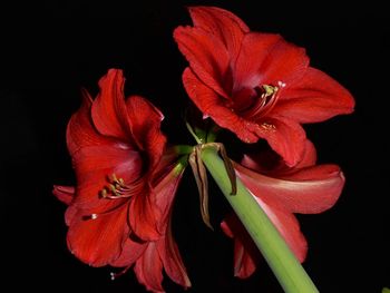 Close-up of red rose against black background