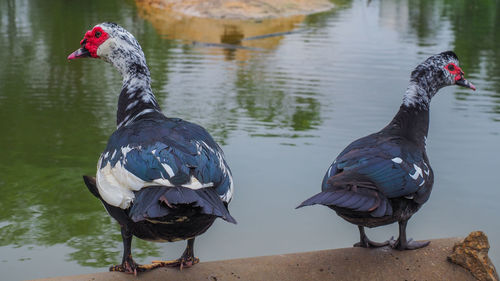 Two birds in a lake