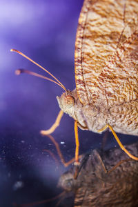 Close-up of butterfly