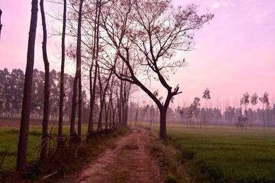 Bare trees on field against sky