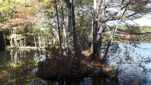 Reflection of trees in lake