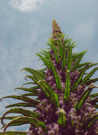 Close-up of flowering plant against blue sky