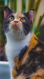 Close-up of cat looking away
