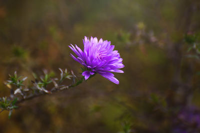 Close-up of purple flowering plant