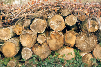 Dry sticks on firewood stack