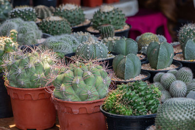 Close-up of succulent plants in market