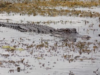 View of crocodile swimming in pond