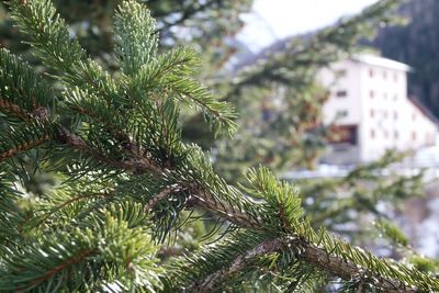 Close-up of pine tree during winter