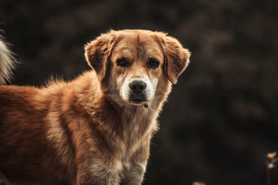Close-up portrait of dog