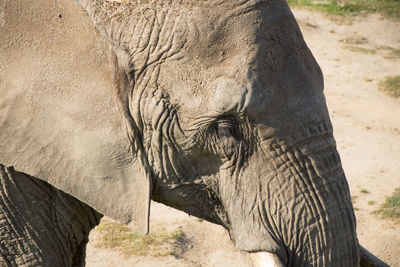 High angle view of elephant at knowsley safari park