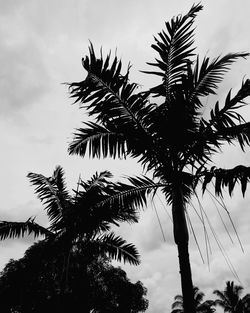 Low angle view of silhouette palm tree against sky