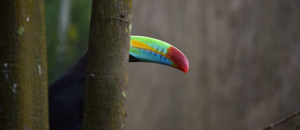 Close-up of multi colored tree trunk