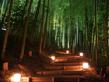 Illuminated trees in forest at night