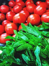 High angle view of tomatoes