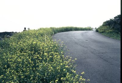 Close-up of fresh plants against clear sky