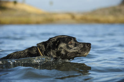 Side view of wet black labrador retriever swimming in sea at beach
