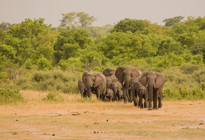 Elephants on field at national park