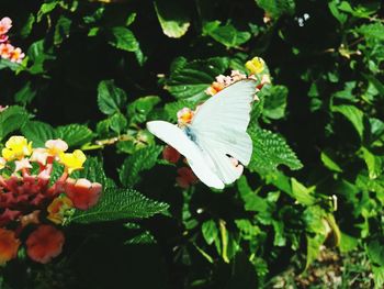 Close-up of flowers blooming in park