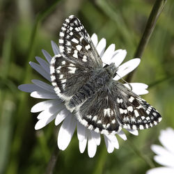 Close-up of butterfly pollinating on flower