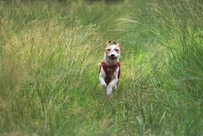 Dog running in grass