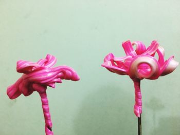 Close-up of pink flowers blooming outdoors