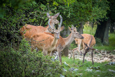 Deer in a field