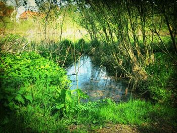 Plants growing in water