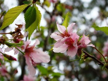 Close-up of pink cherry blossoms in spring