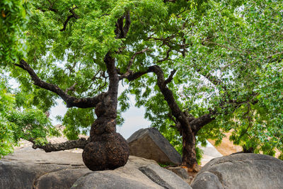 View of rocks and trees in forest