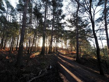 Road amidst trees in forest against sky