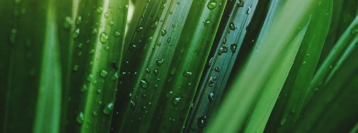 Full frame shot of raindrops on leaf