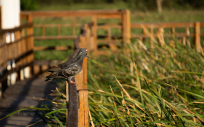 Bird perching on wooden post