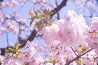 Close-up of pink cherry blossom