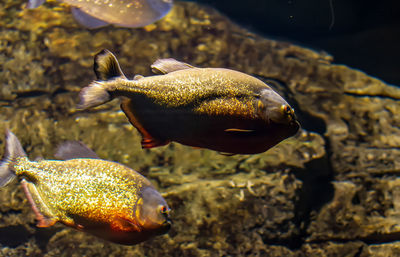 Close-up of fish swimming in sea