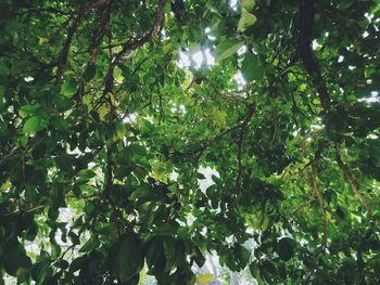 Low angle view of trees in forest