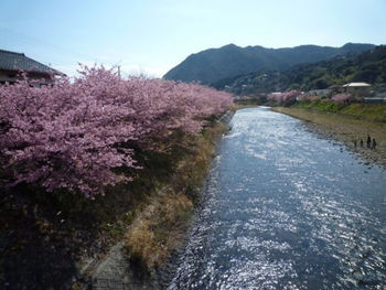 Scenic view of cherry blossom by mountains against sky