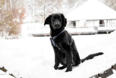 Black dog on snow covered landscape during winter