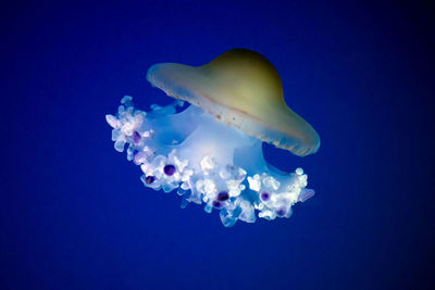 Close-up of jellyfish swimming in sea