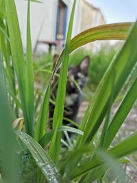 Close-up of lizard on grass