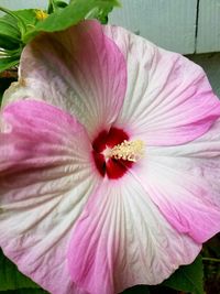 Close-up of pink flower