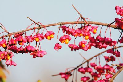 Low angle view of red berries on tree against sky